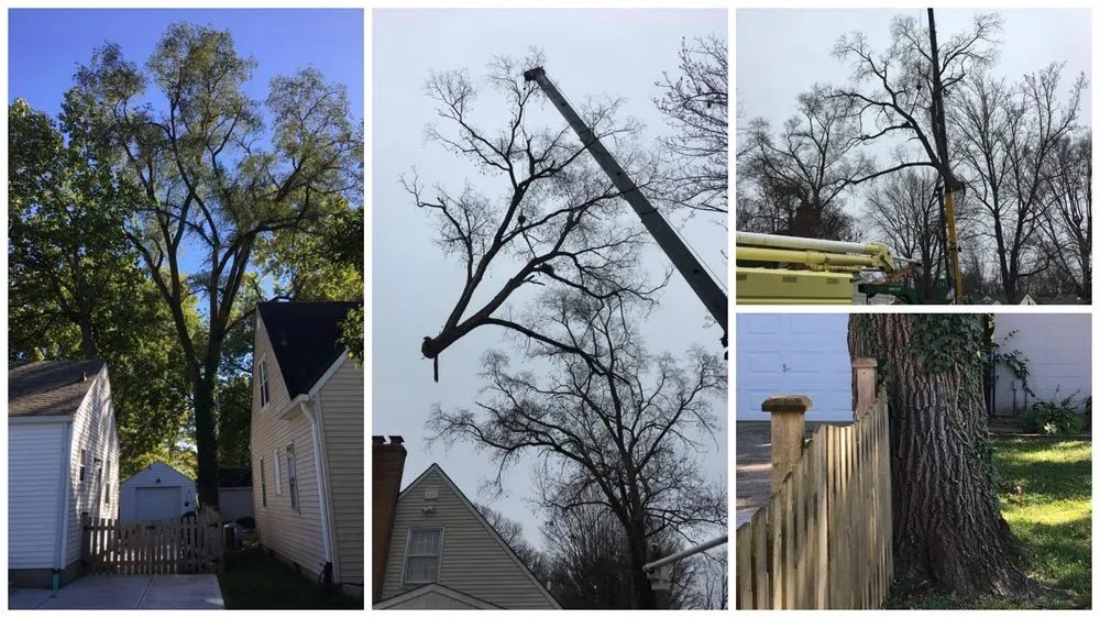 Local yard maintenance for year-round maintenance across Indianapolis, IN - 317 Trees