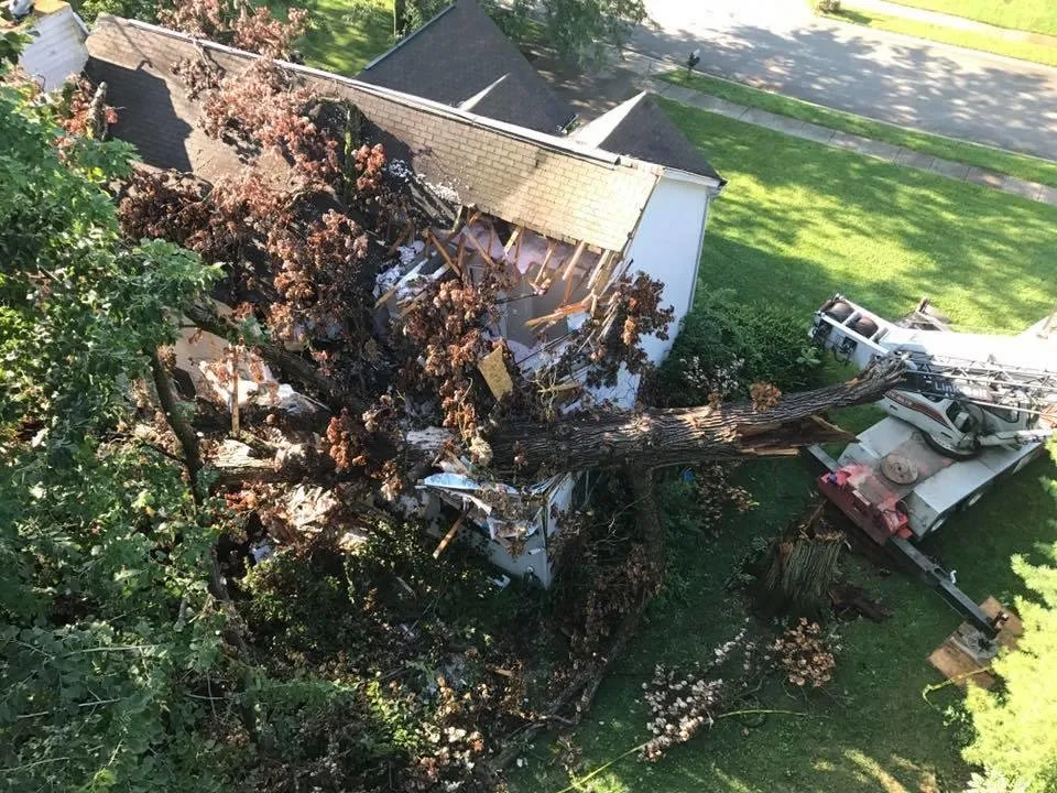 Expert landscape installation in Indianapolis, IN - 317 Trees