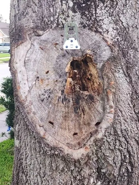 Top-rated yard cleanup service in Lakeland, FL - 360 Eco Solutions