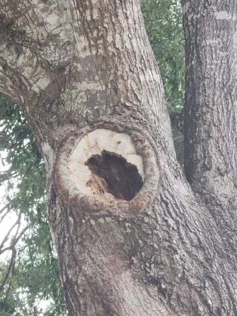 Professional garden landscaping in Lakeland, FL by 360 Eco Solutions