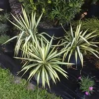 Professional garden landscaping in Lakeland, FL by 360 Eco Solutions