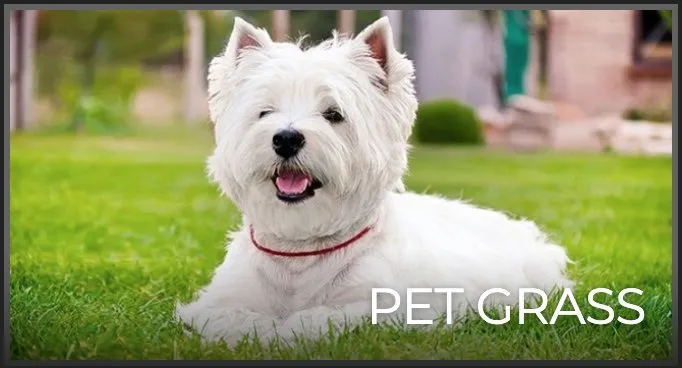 Reliable residential landscaping in Amesbury, MA by 360 Sport Scapes