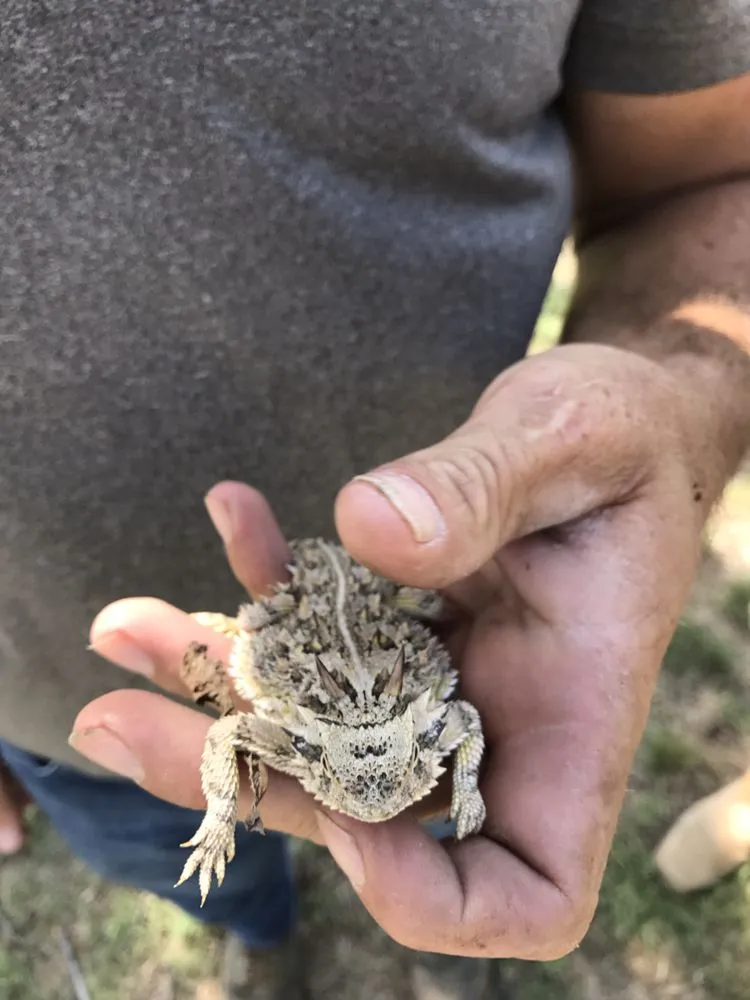 Reliable lawn care service in San Angelo, TX - 360 Tree and Landscaping