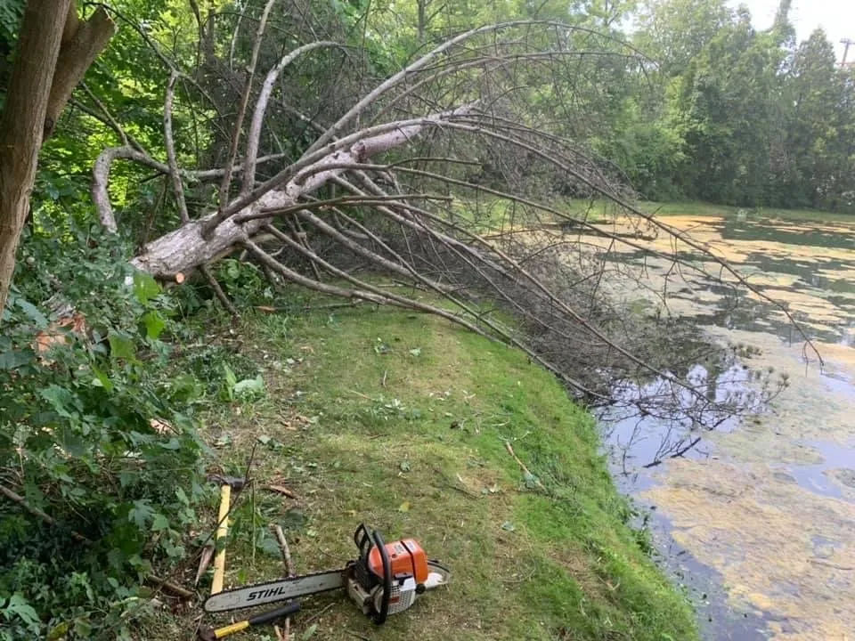 Affordable yard cleanup service in Grand Rapids, MI by 360 Tree Service & Clean up
