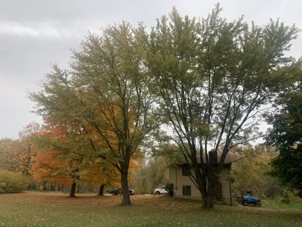 Trusted landscape design in Grand Rapids, MI - 360 Tree Service & Clean up