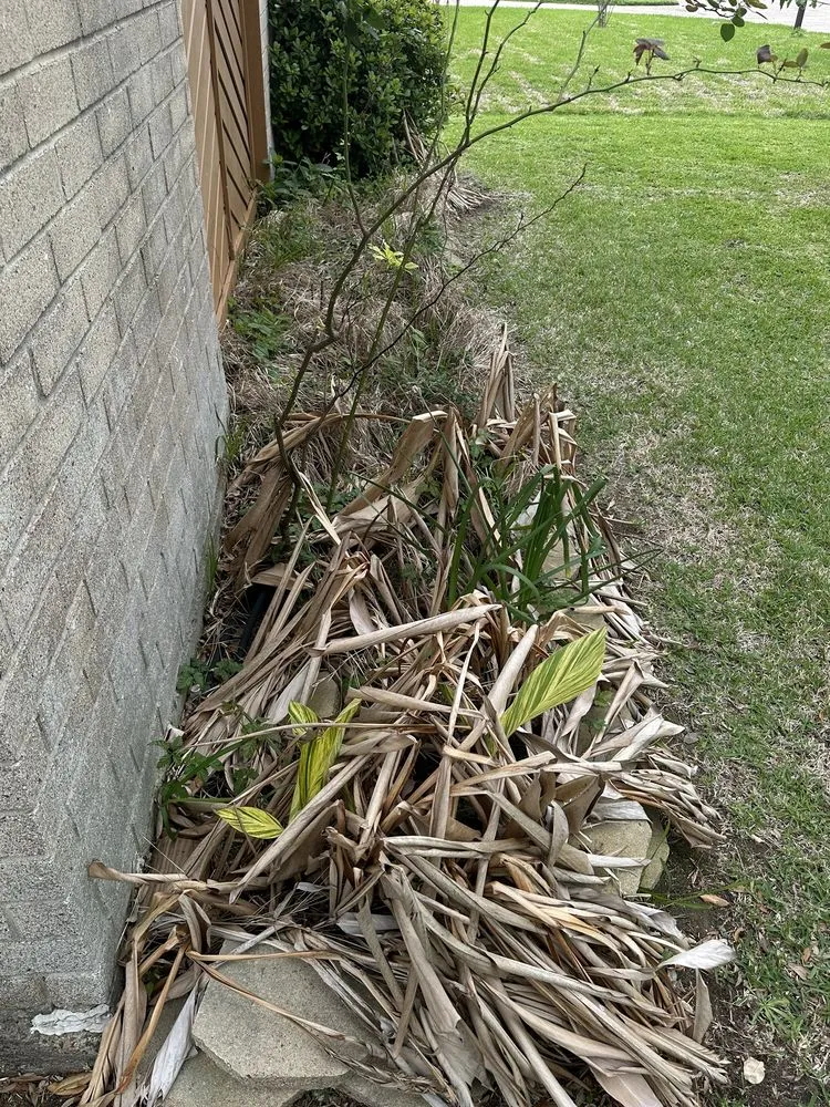 Trusted yard cleanup service in Galveston, TX by 360Blue Home Services