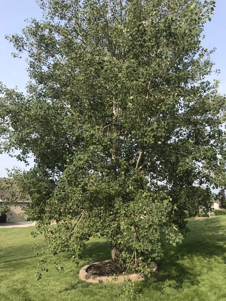 Top-rated lawn care service for beautiful yards across Mounds View, MN - 365 Snow Removal & Lawn Services