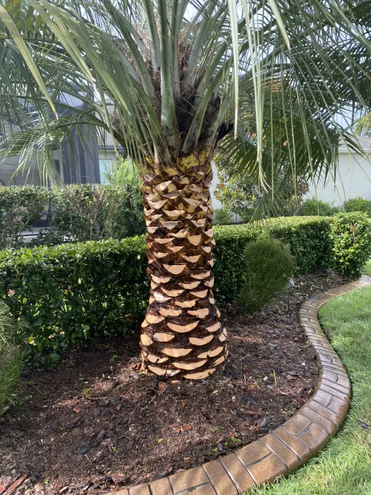 Reliable residential landscaping experts serving Howie-In-The-Hills, FL - 3D Property Solutions