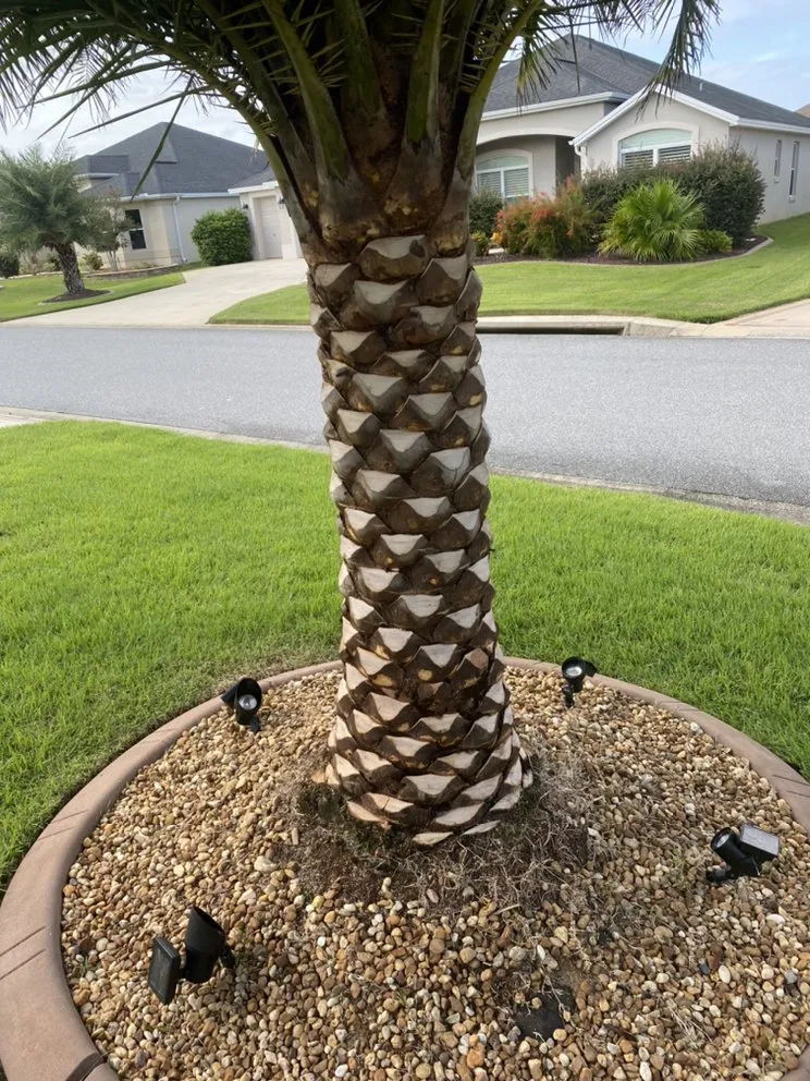 Reliable lawn mowing service near you across Howie-In-The-Hills, FL - 3D Property Solutions