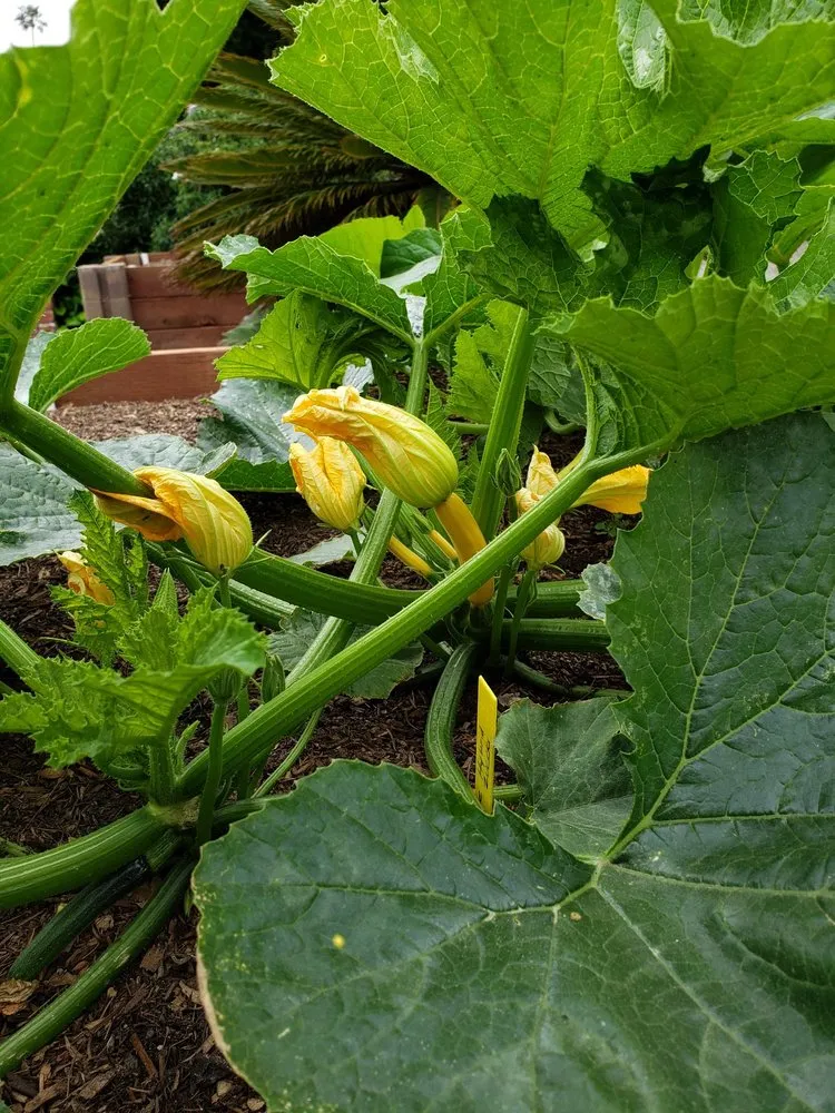 Professional yard cleanup service in Corona, CA by 3DAgronomics