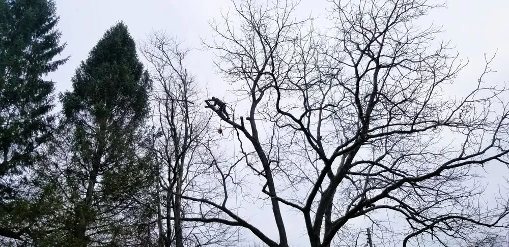 Local garden landscaping for year-round maintenance across Thomas, WV - 3G Tree Service