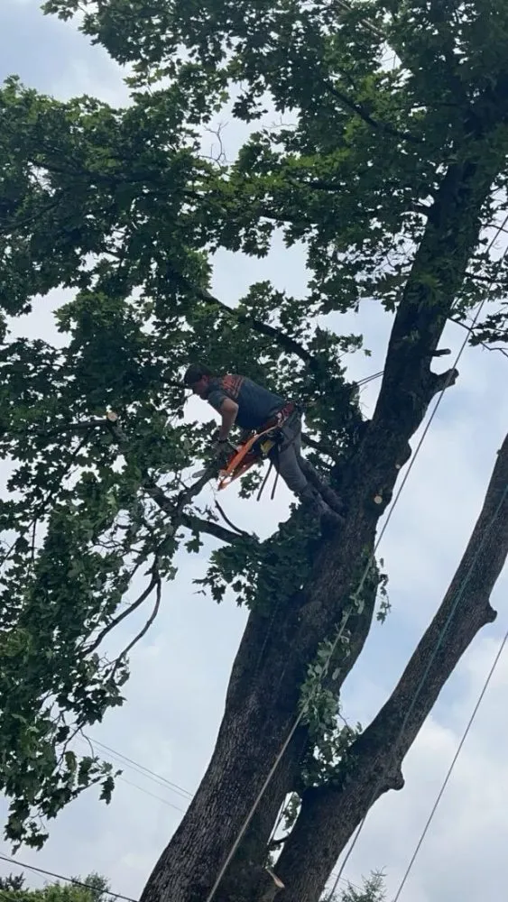 Trusted yard cleanup service in Thomas, WV by 3G Tree Service
