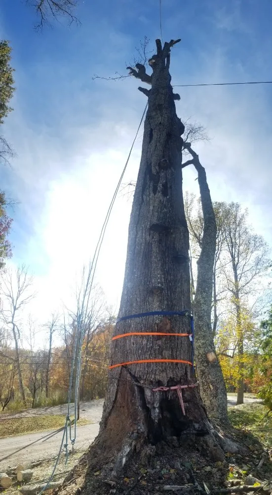 Custom yard cleanup service experts serving Thomas, WV - 3G Tree Service