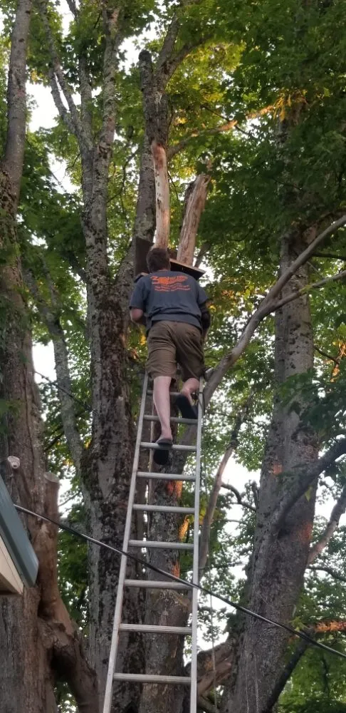 Professional yard cleanup service for year-round maintenance across Thomas, WV - 3G Tree Service