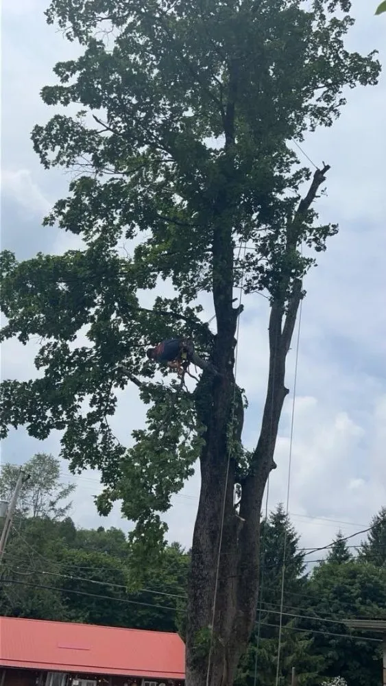 Custom landscape design in Thomas, WV by 3G Tree Service