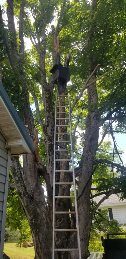 Affordable outdoor landscaping for outdoor upgrades across Thomas, WV - 3G Tree Service