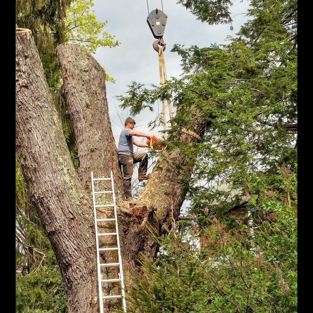 Affordable landscaping services experts serving Thomas, WV - 3G Tree Service