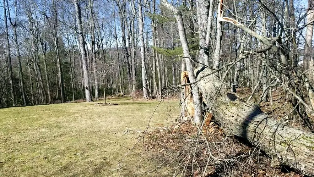 Reliable yard maintenance in Thomas, WV by 3G Tree Service