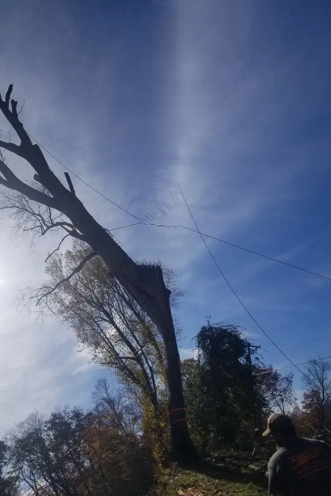 Affordable landscape installation in Thomas, WV - 3G Tree Service