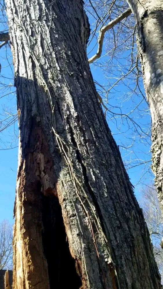Top-rated yard maintenance in Thomas, WV by 3G Tree Service