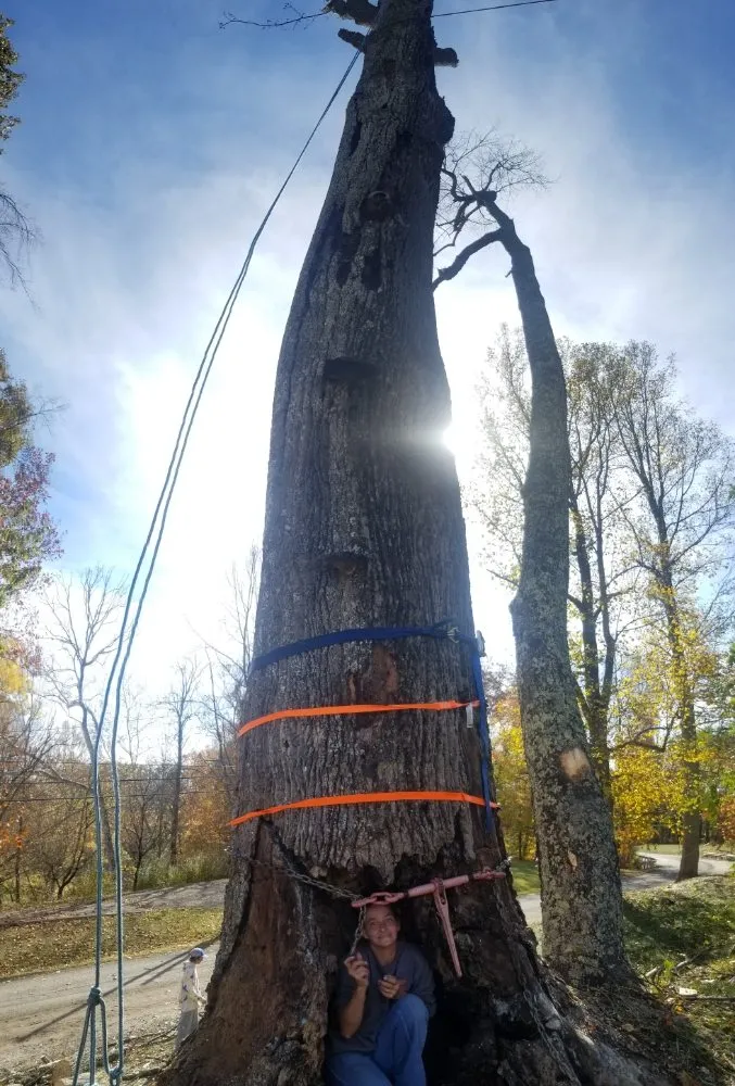 Affordable landscape installation in Thomas, WV - 3G Tree Service