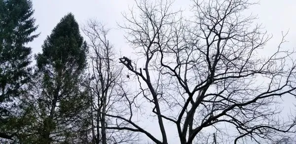 3G Tree Service