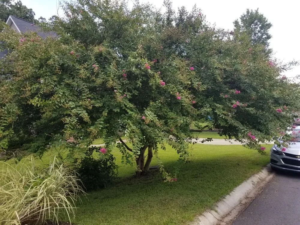 Affordable landscape installation in Irmo, SC by 3J and L Landscaping