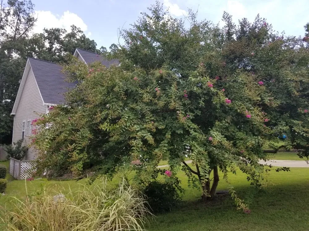 Trusted landscape design for outdoor upgrades in Irmo, SC by 3J and L Landscaping