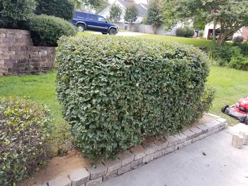 Professional landscape installation in Irmo, SC by 3J and L Landscaping