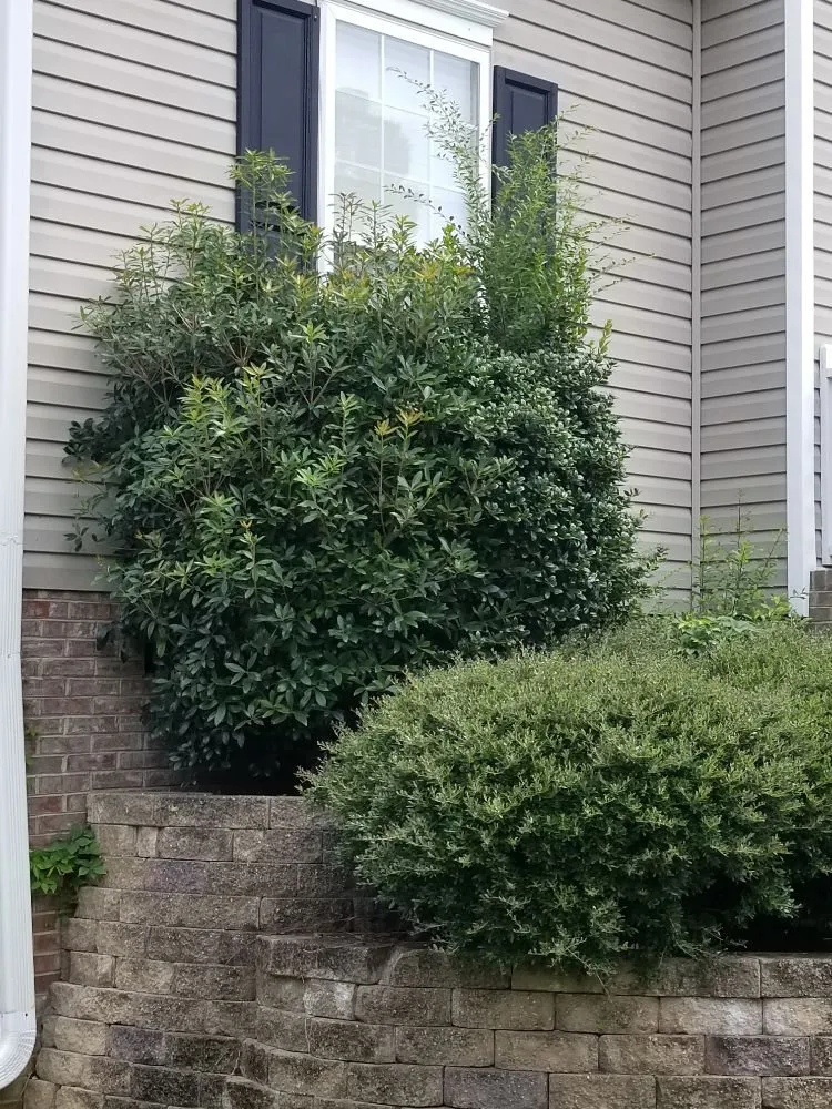 Local landscape design for outdoor upgrades in Irmo, SC by 3J and L Landscaping