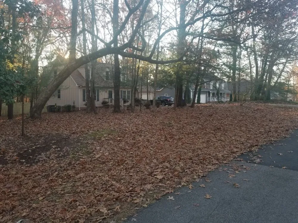 Local yard maintenance experts serving Raleigh, NC - 3M's Leaf Blowing and Removal