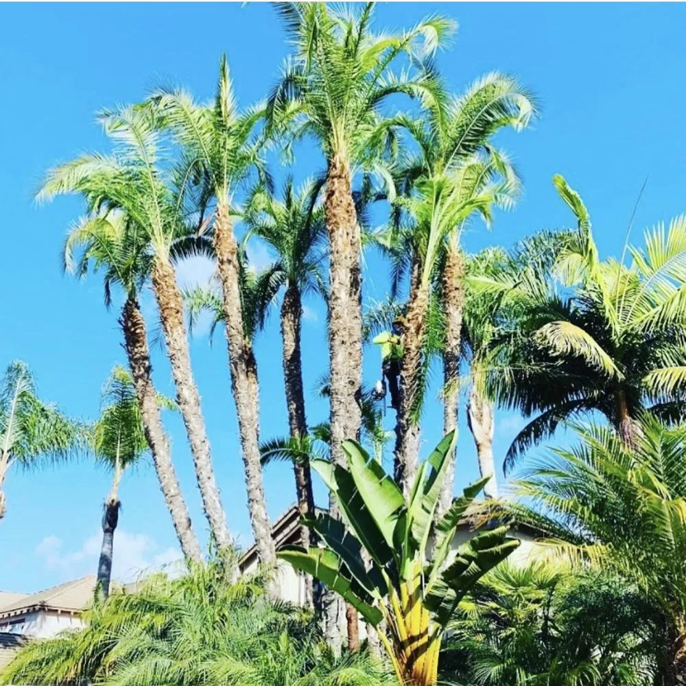 Trusted landscape design near you across Winchester, CA - 3R Tree Service and landscape