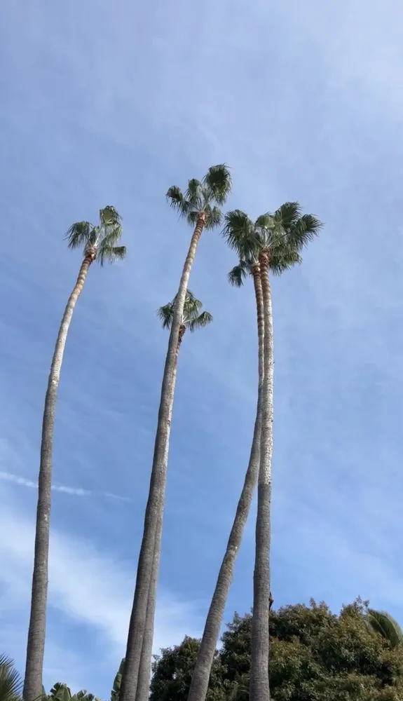 Local landscape installation for beautiful yards across Winchester, CA - 3R Tree Service and landscape