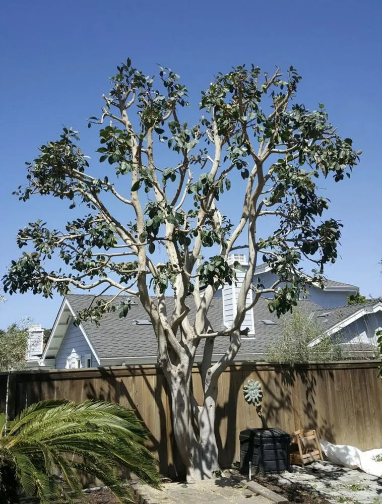 Top-rated lawn mowing service with custom design in Winchester, CA by 3R Tree Service and landscape