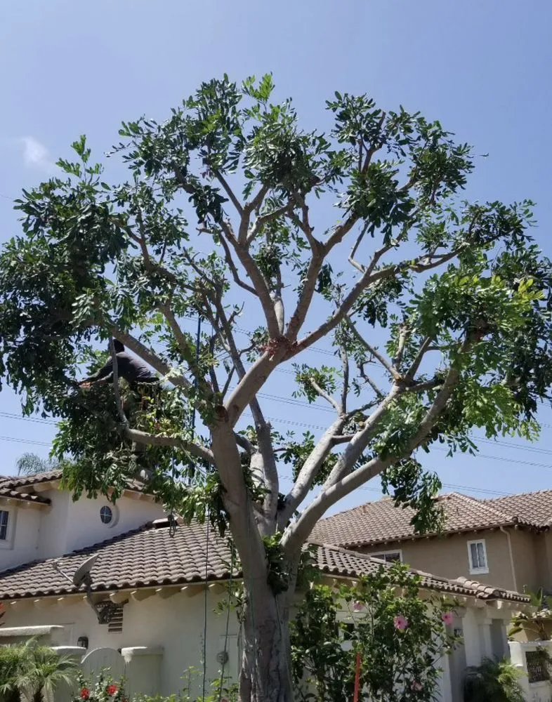 Professional landscaping services experts serving Winchester, CA - 3R Tree Service and landscape
