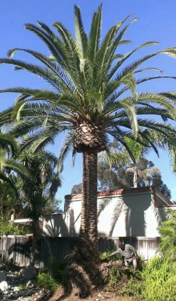 Custom landscaping services for year-round maintenance in Winchester, CA by 3R Tree Service and landscape