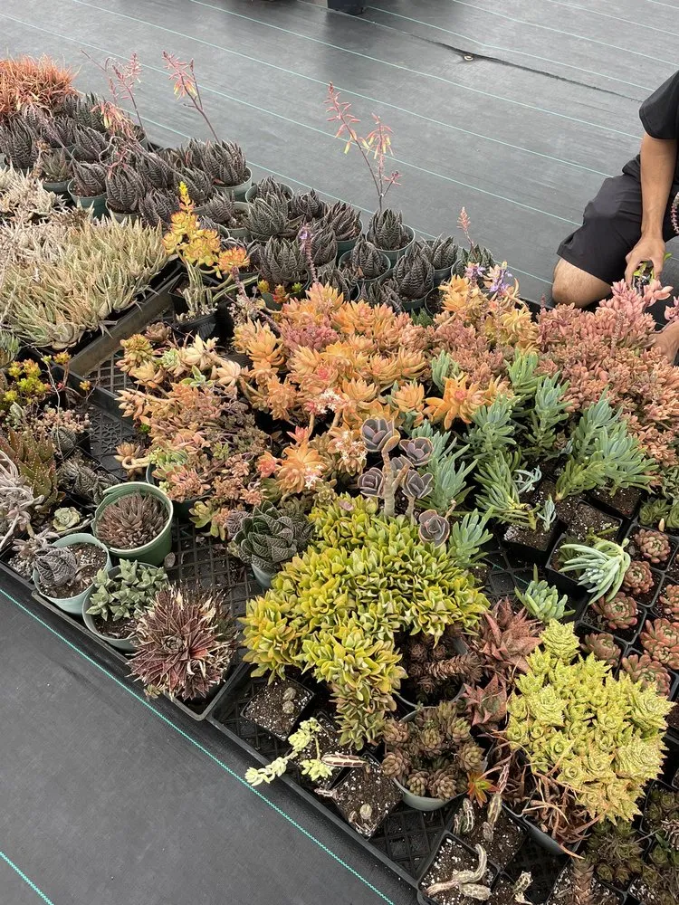 Top-rated landscaping services experts serving Kula, HI - 3rd Day Nursery