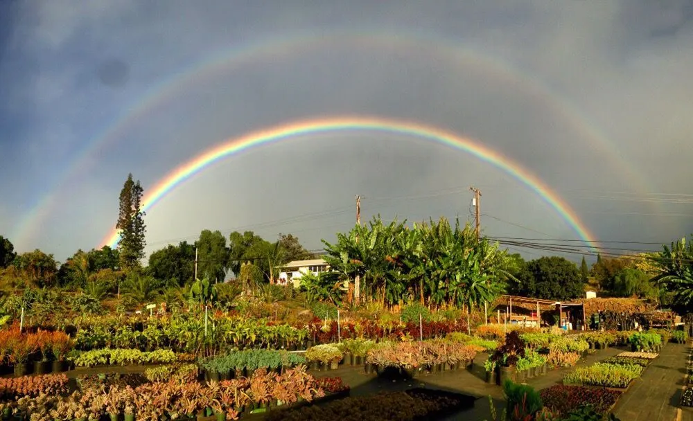 Reliable lawn care service in Kula, HI by 3rd Day Nursery
