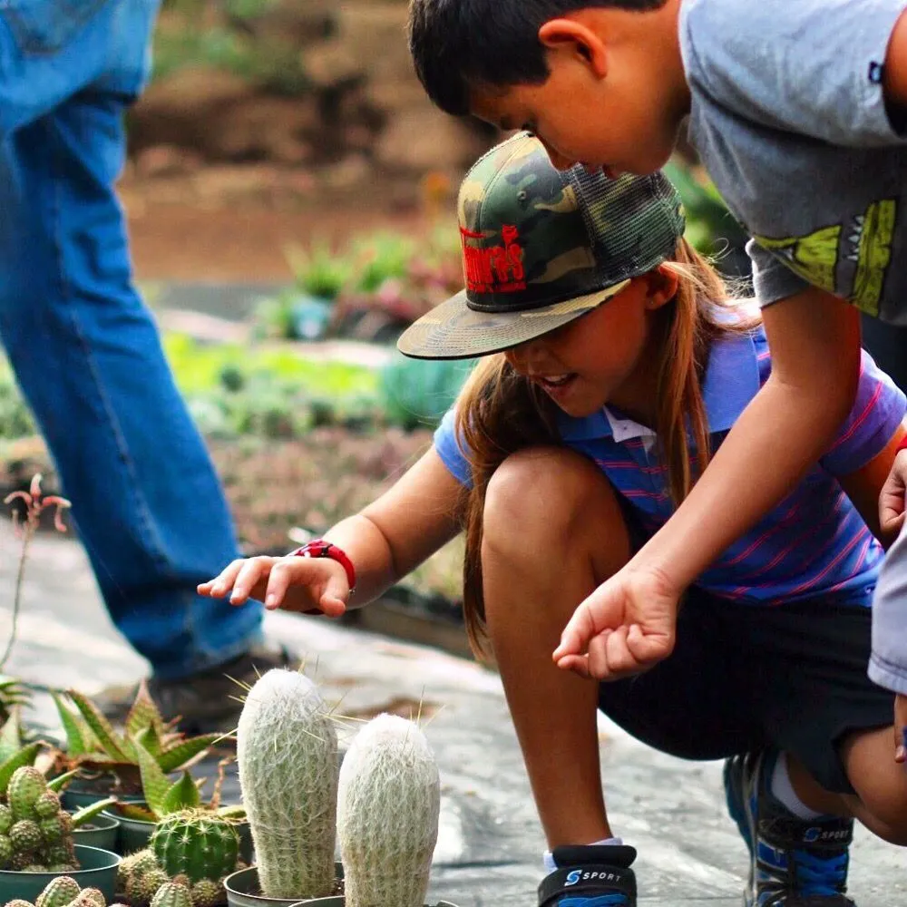 Custom lawn care service in Kula, HI by 3rd Day Nursery