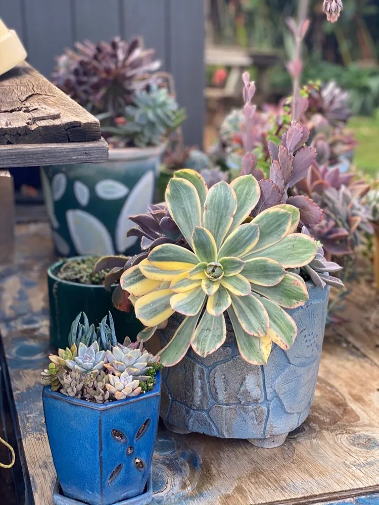 Reliable lawn mowing service near you in Kula, HI by 3rd Day Nursery