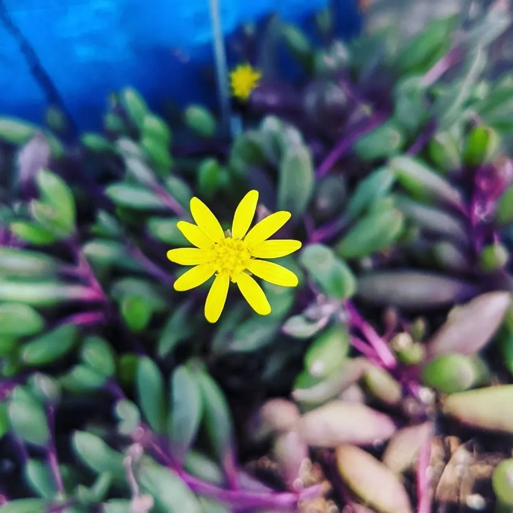 Reliable landscape design experts serving Kula, HI - 3rd Day Nursery