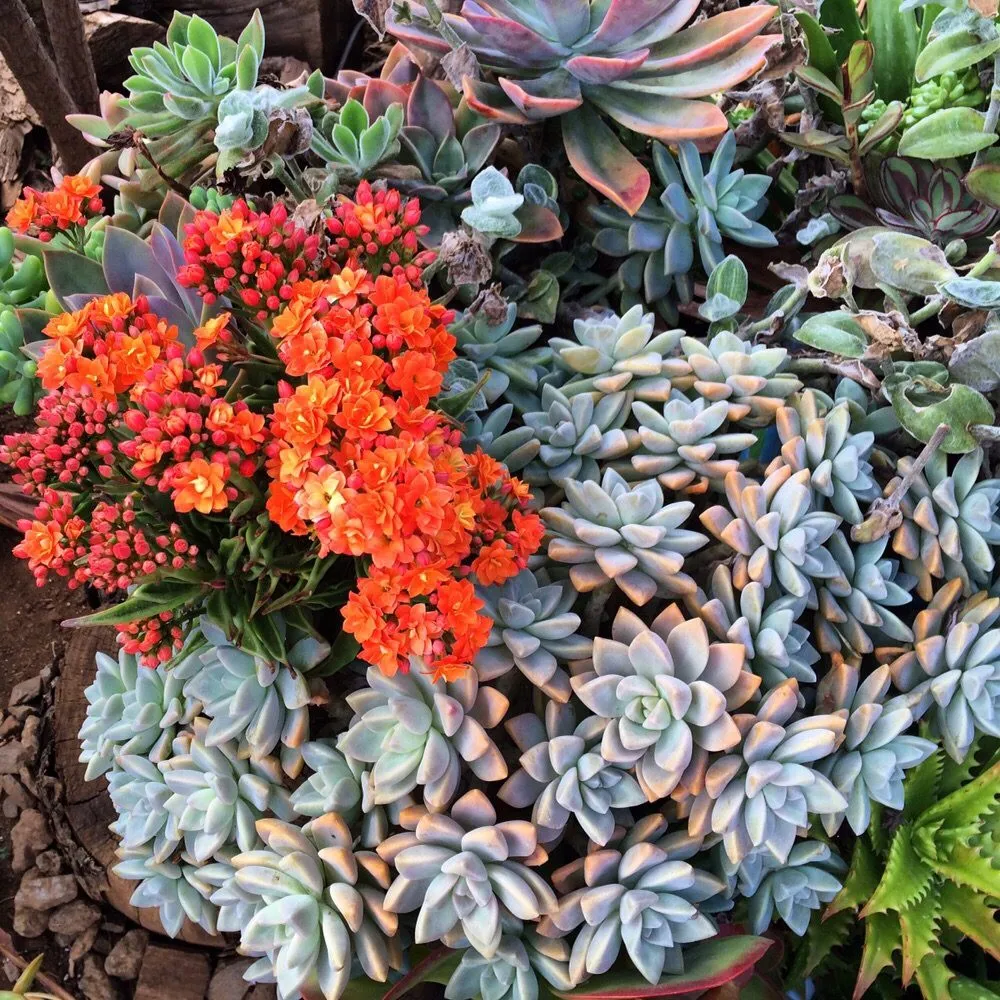 Trusted residential landscaping in Kula, HI by 3rd Day Nursery