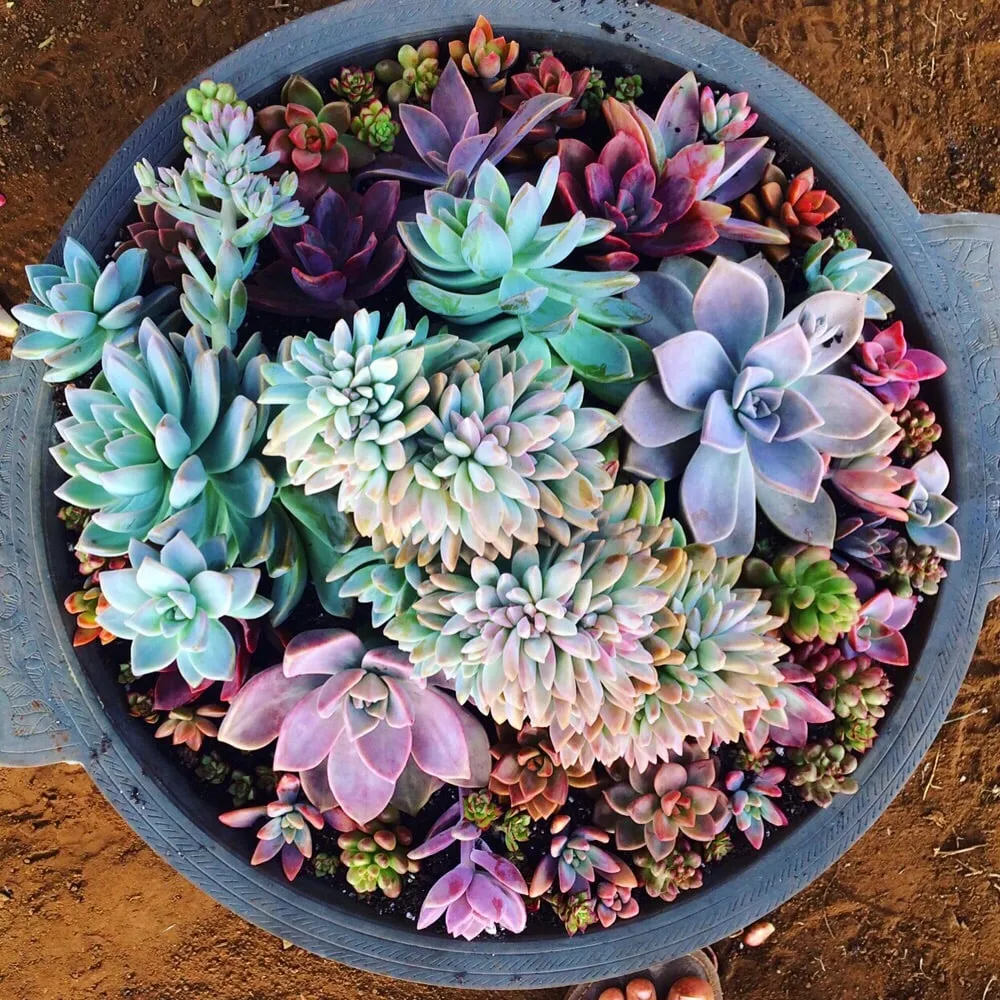 Professional outdoor landscaping with custom design in Kula, HI by 3rd Day Nursery