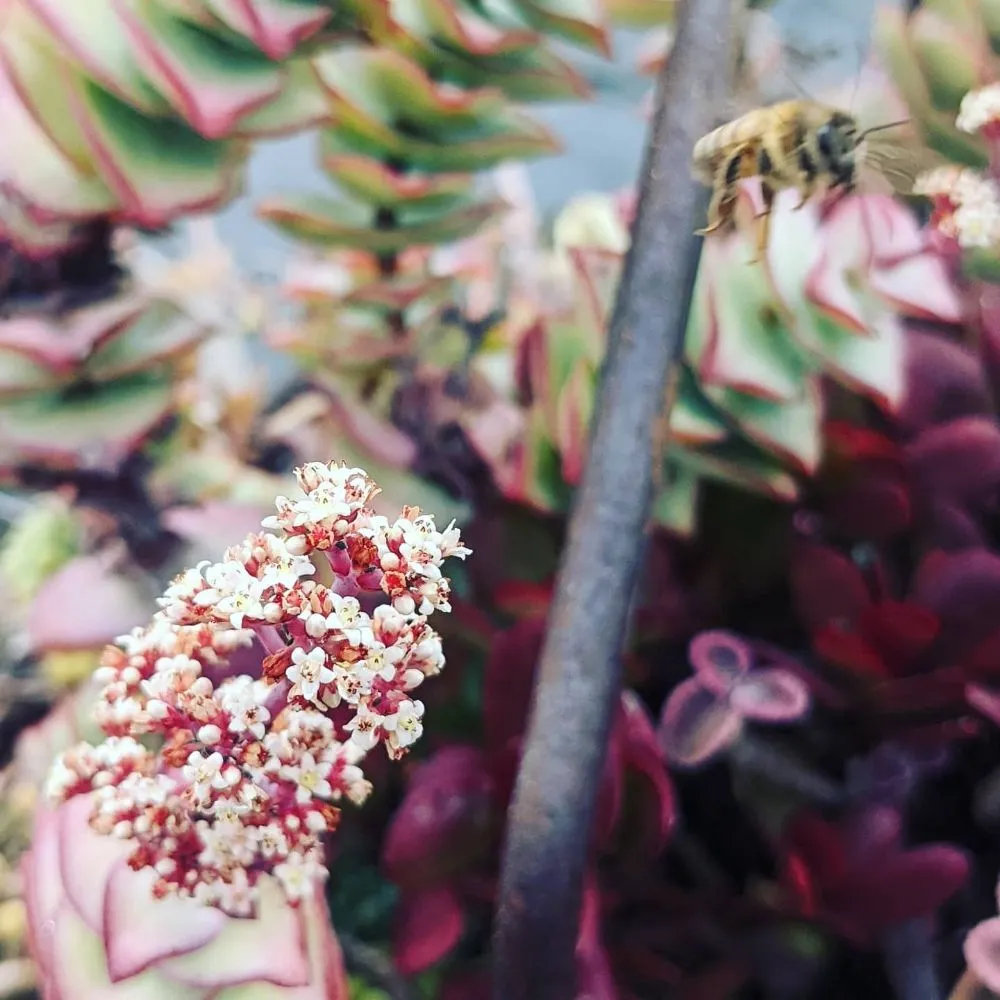 Custom garden landscaping with custom design in Kula, HI by 3rd Day Nursery