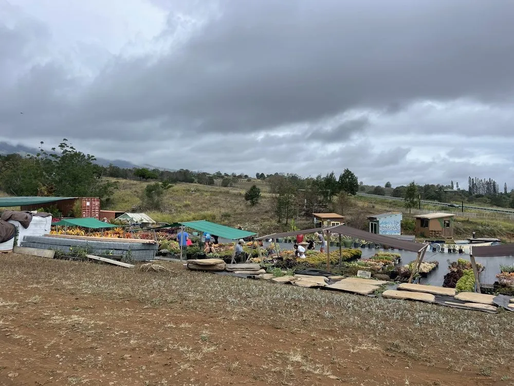 Top-rated outdoor landscaping for residential properties in Kula, HI by 3rd Day Nursery