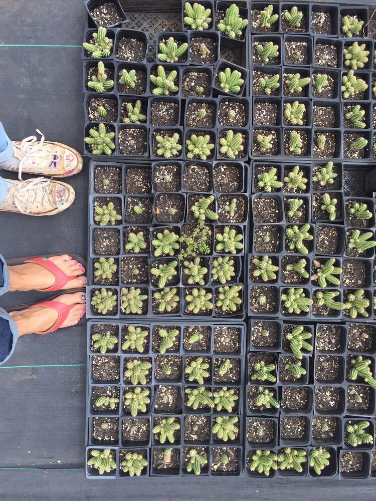 Affordable landscape installation in Kula, HI - 3rd Day Nursery