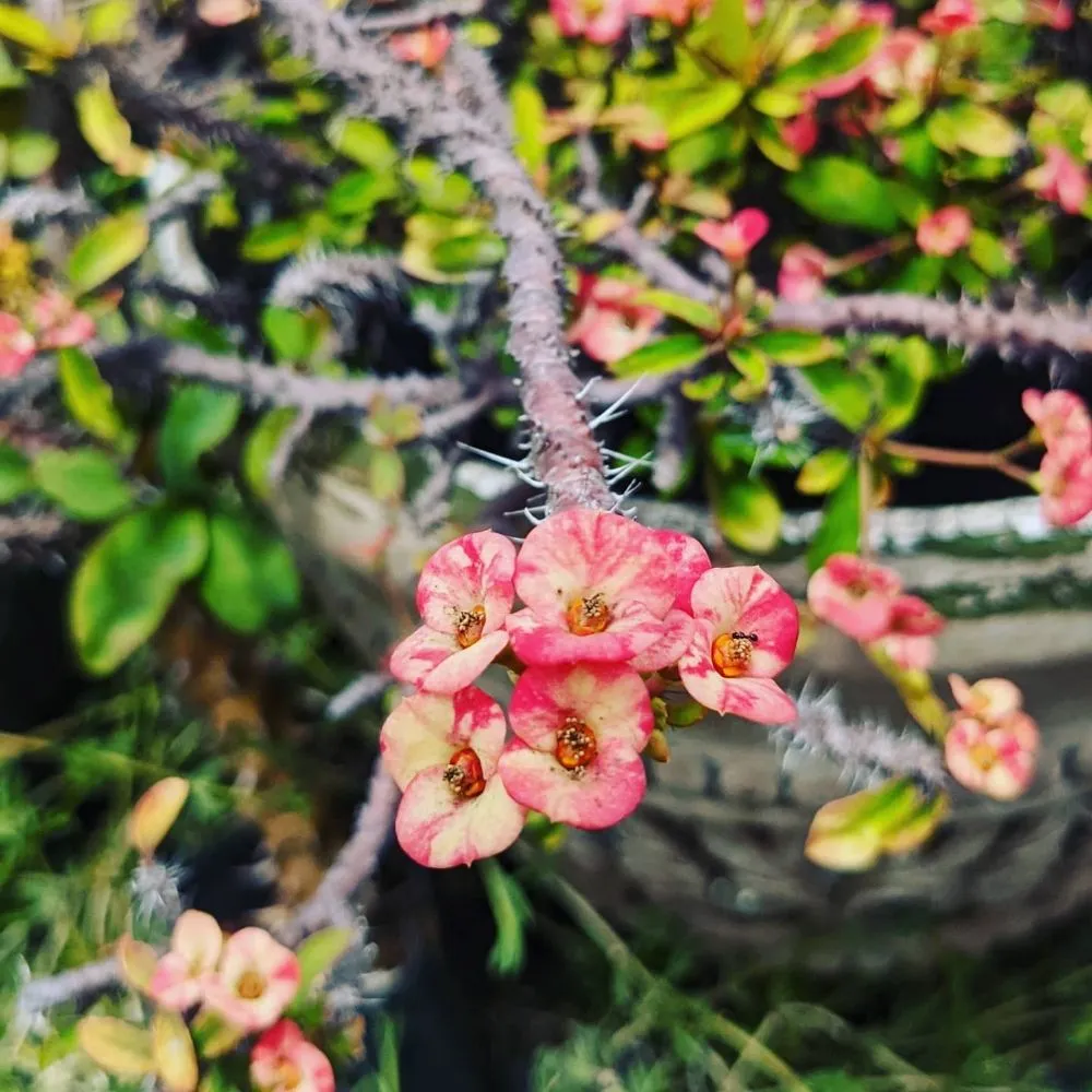 Reliable landscaping services for outdoor upgrades in Kula, HI by 3rd Day Nursery