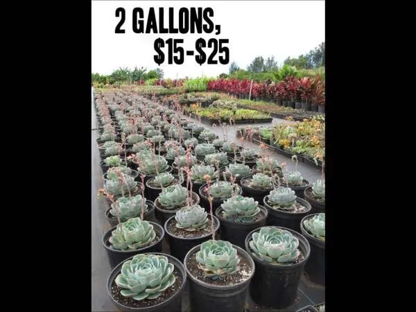 Professional landscape installation for outdoor upgrades in Kula, HI by 3rd Day Nursery