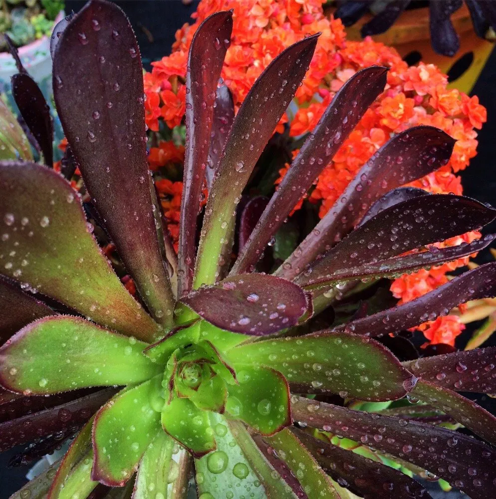 Custom yard cleanup service experts serving Kula, HI - 3rd Day Nursery