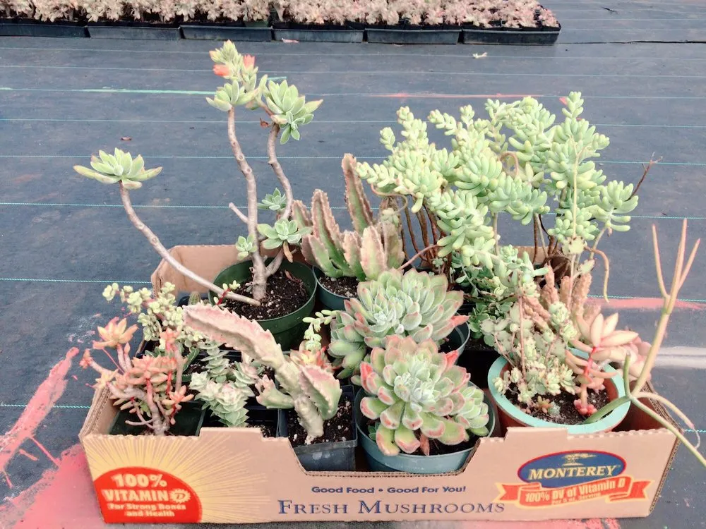 Expert landscaping services in Kula, HI - 3rd Day Nursery